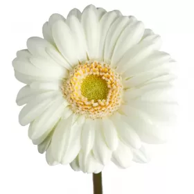 Gerbera Blanca