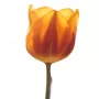 Tulipanes Naranjos