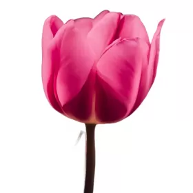 Tulipanes Rodados