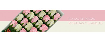 Cajas de Rosas Blancas y Rosadas