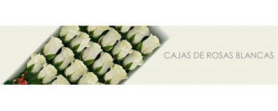 Cajas de Rosas Blancas